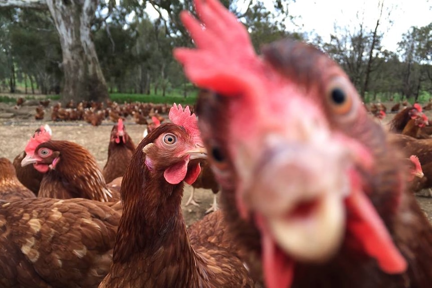 Free range chickens at Green Eggs farm, in western Victoria