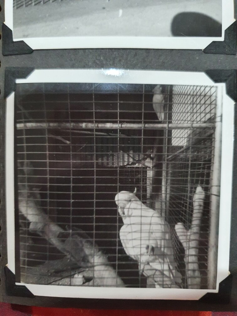 Black and white photo of a cockatoo gripping its claws to the front of a cage