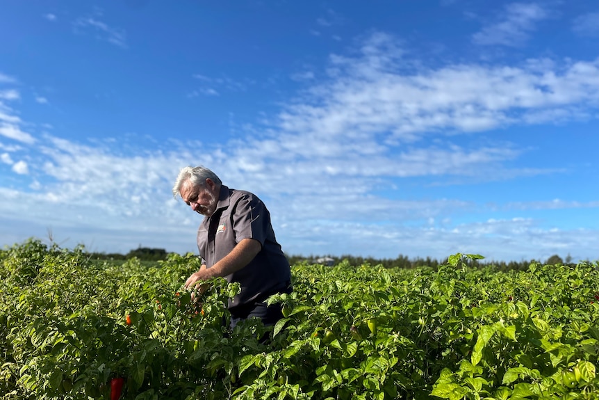 Photo of a man farming chillis.