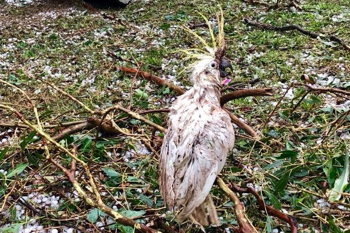 Cockatoo sits on ground after being pelted in hail storm at Coolabunia.