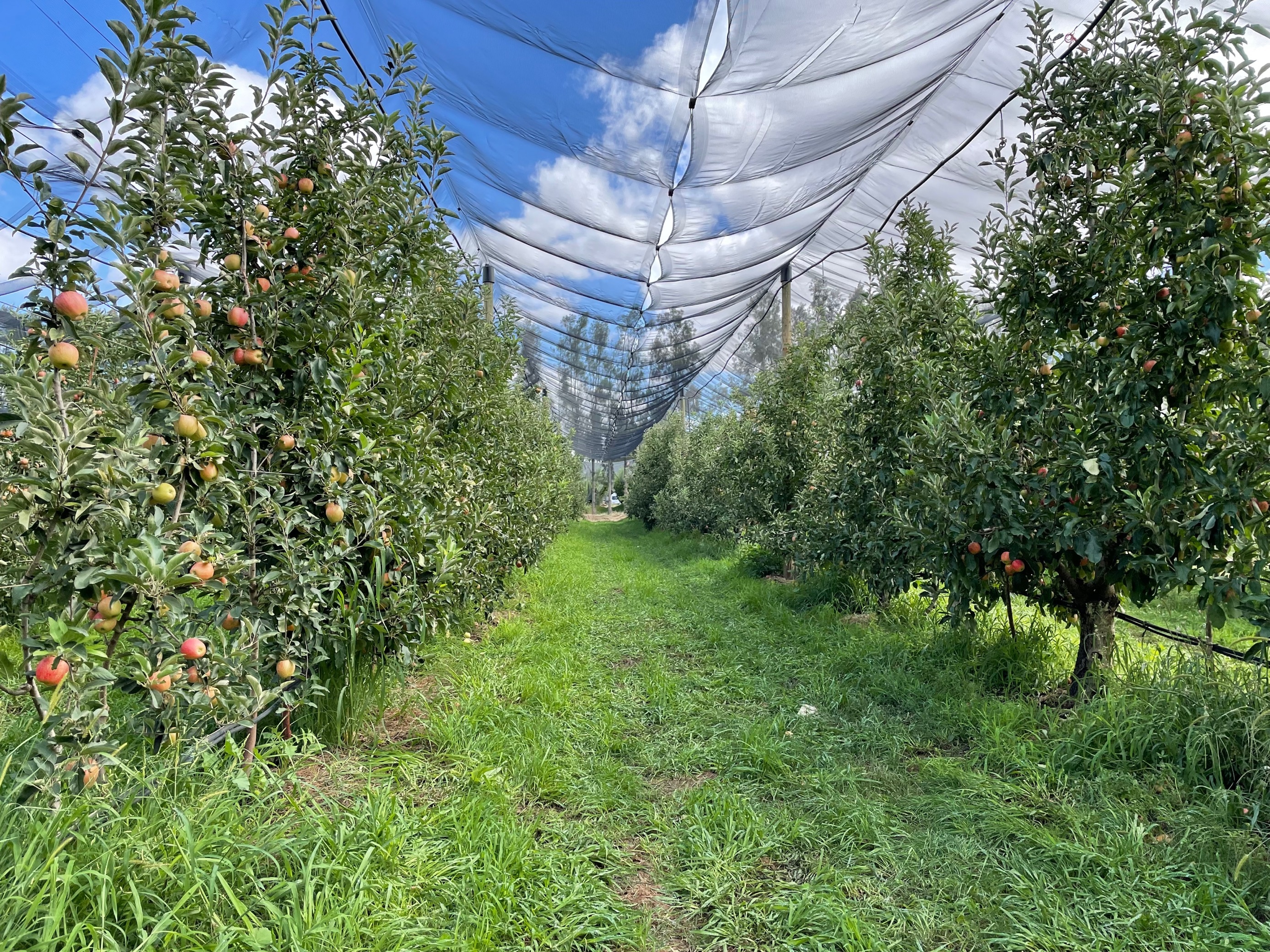 Goulburn Valley fruit growers start apple and pear harvest during one