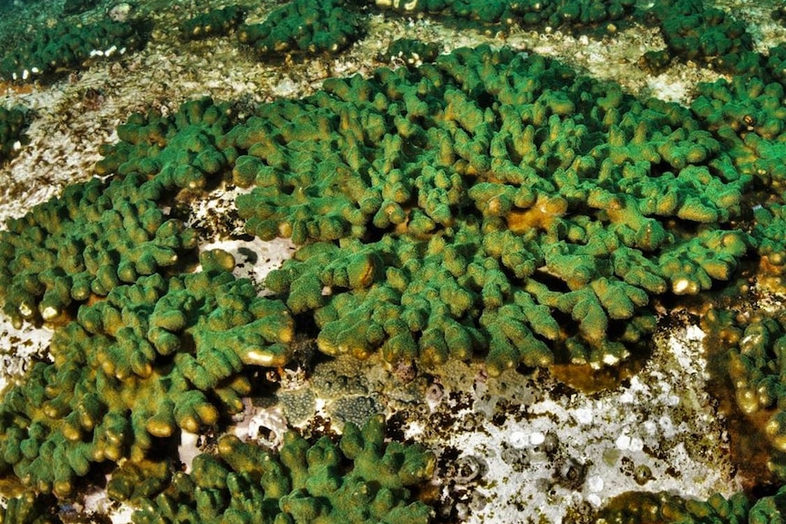 Large sheets of green-coloured branching coral.