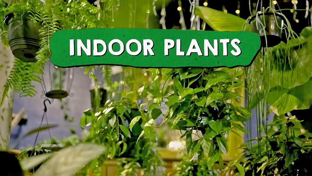 SEASON 2026 | Episode 06 | INDOOR PLANTS - ABC News & Headlines – Australian Broadcasting Corporation
