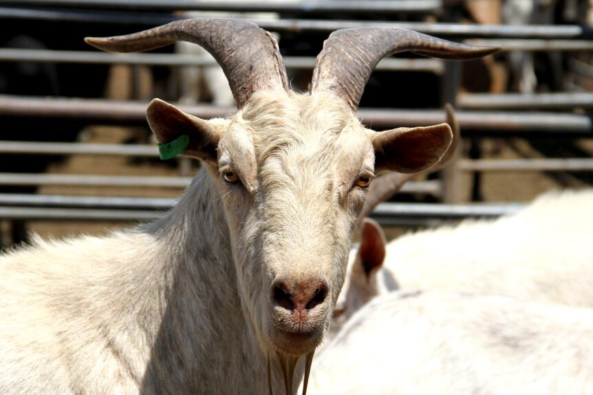 Rangeland billy goats