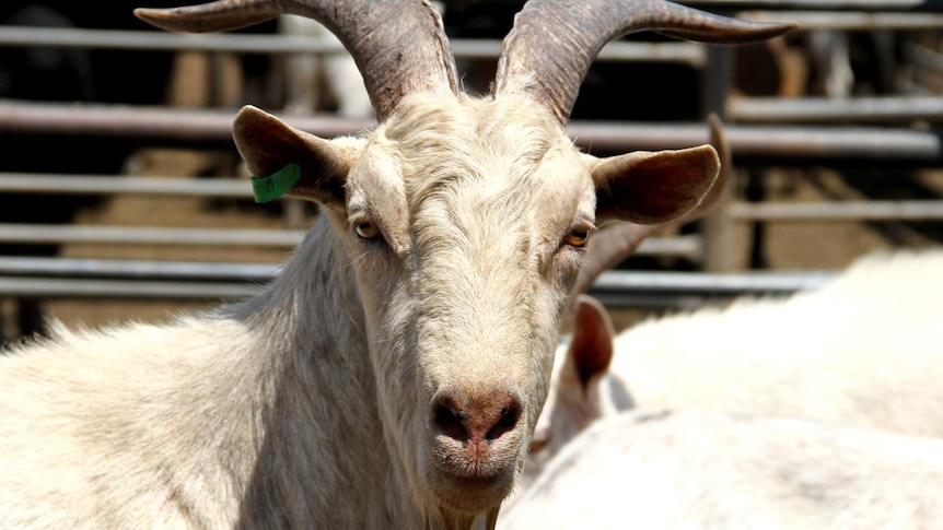 Rangeland goat