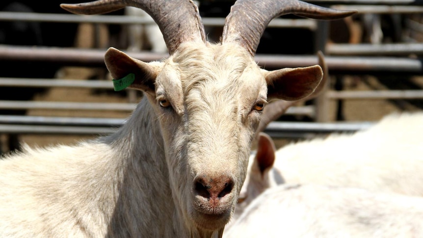 Rangeland billygoat with ear tag