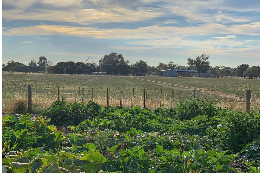 A green field with a big veggie patch in it.