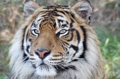Sumatran tiger Ranu
