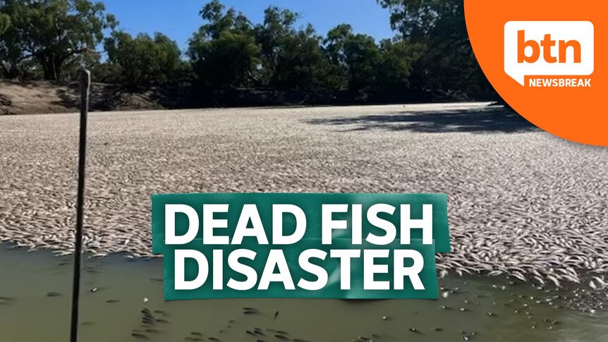A section of a river covered with dead fish floating on the surface.