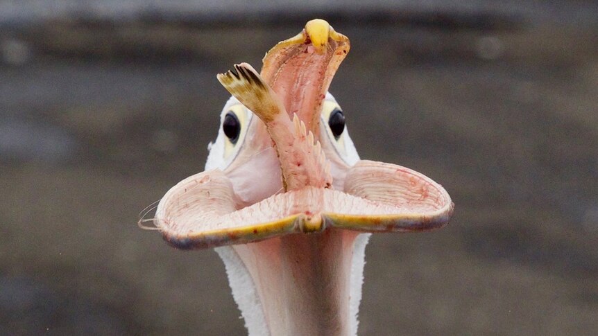 A pelican swallows a fish whole.