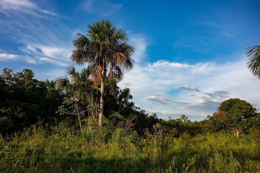 A palm tree stands above thick undergrowth