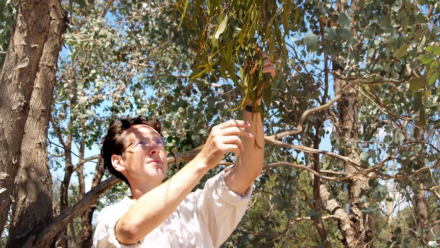 Charles Sturt University Associate Professor David Watson with Australian Mistletoe