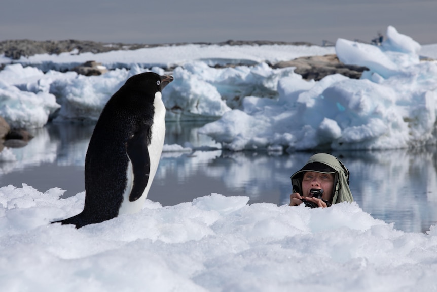 Adelie penguin in snow and reseacher sneaking up on it