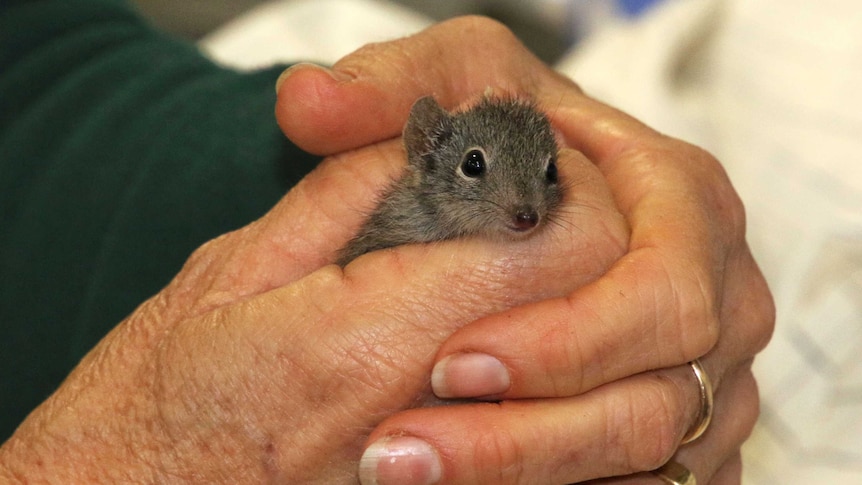 A dibbler being held in a persons hands.