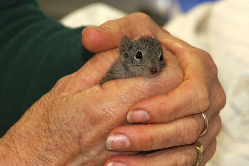 A dibbler being held in a persons hands.