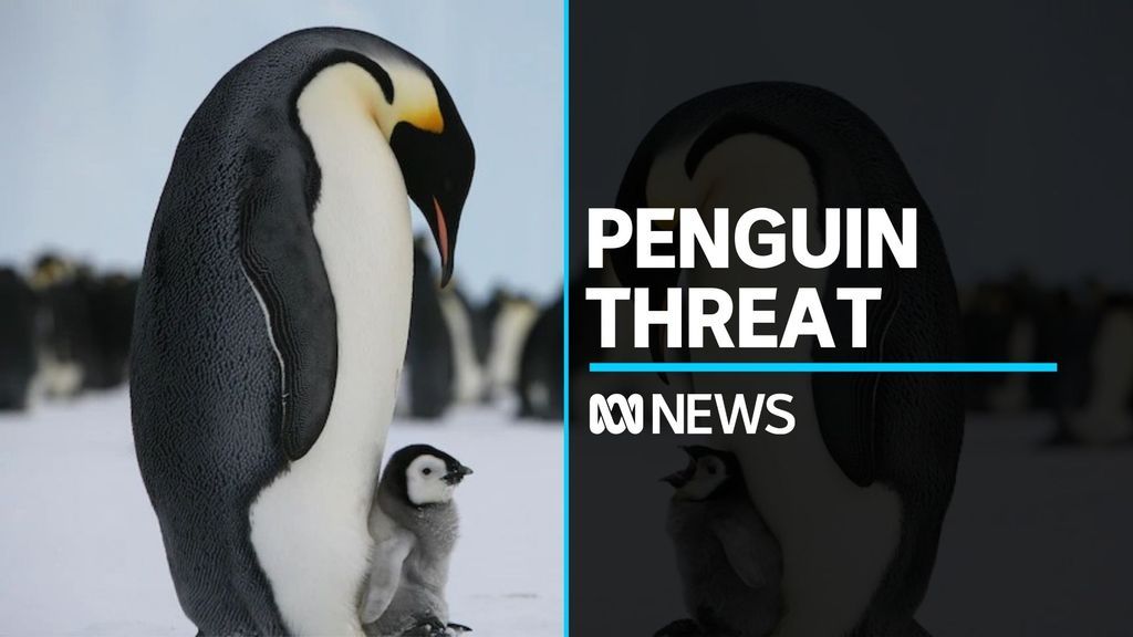 Emperor Penguins Facing Extinction Threat Abc News