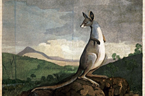 Inside Sir Joseph Banks' papers, Kangaroo depicted