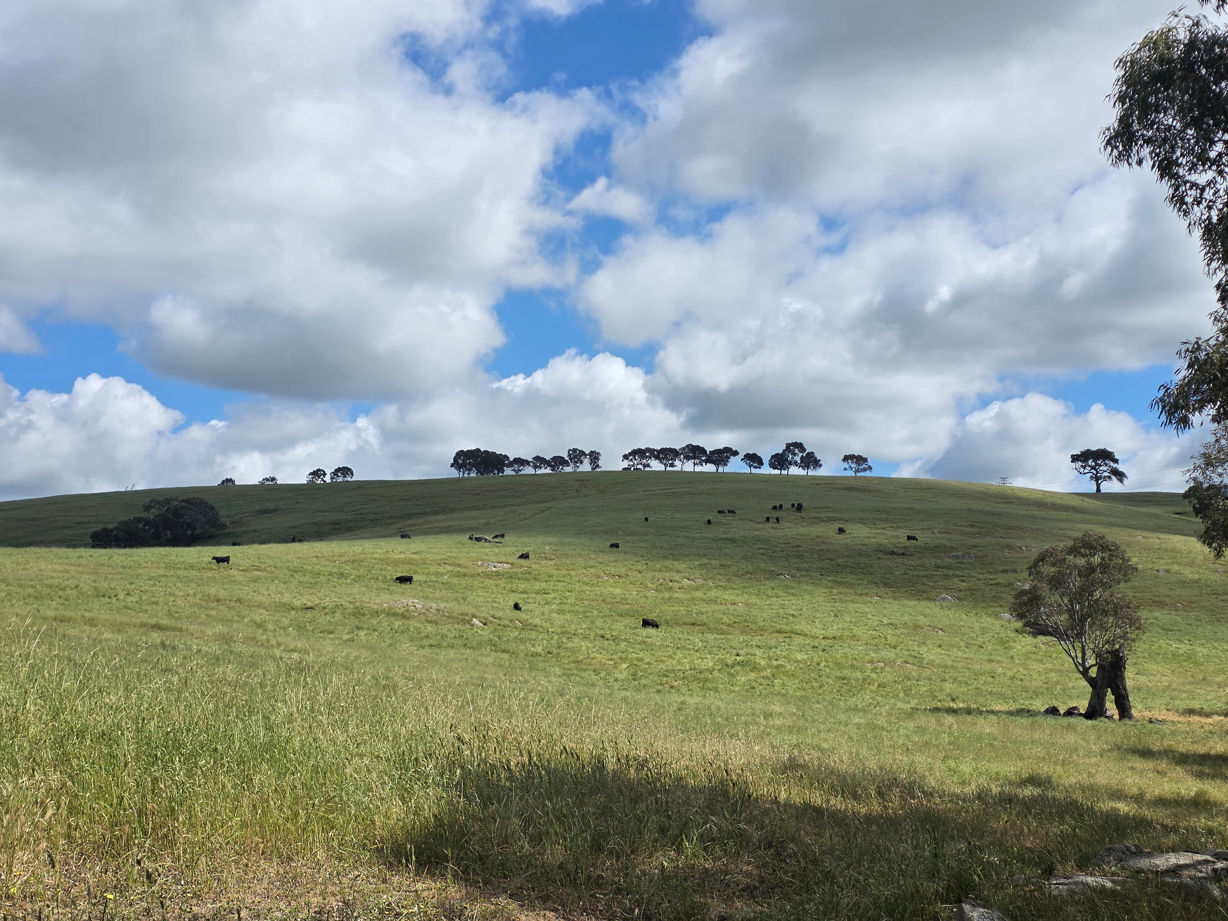 Rolling green hills with some trees and a few distant cattle