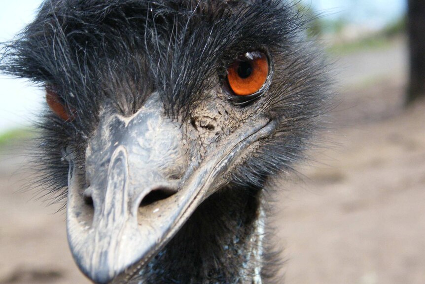 Emu head