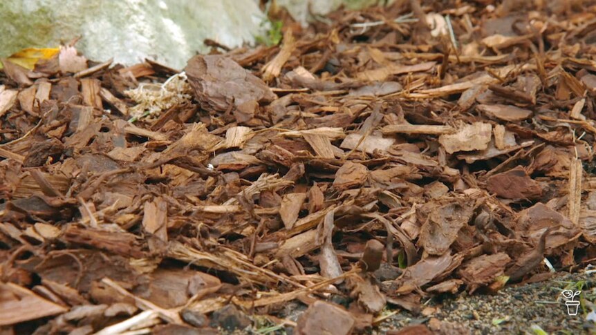 Bark mulch on the ground in a garden.