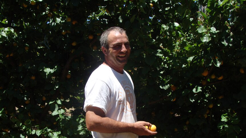 Michael Padula in his apricot orchard in the Perth Hills