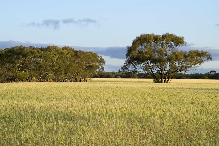 Cleared wheatfield adjacent to remnant bushland