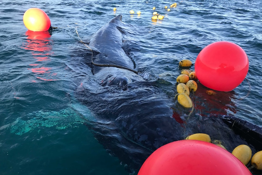 A humpback whale on the surface of the water tangled in shark nets.