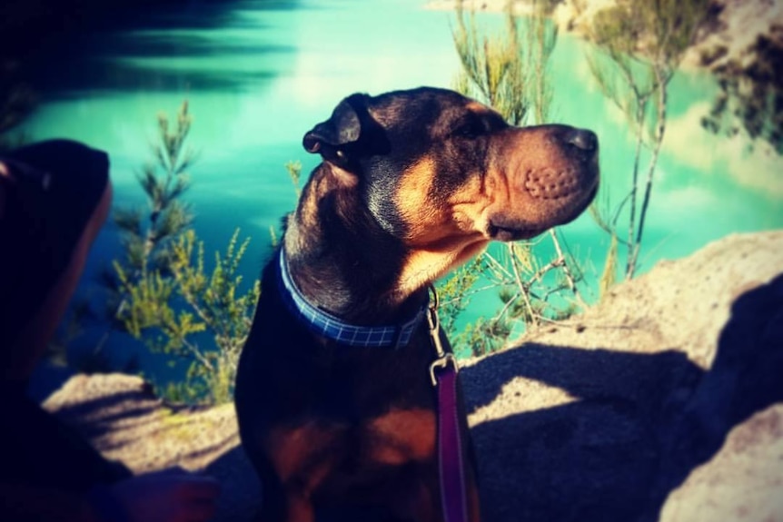 A dog is standing in front of a lake, looking to the right of the screen.