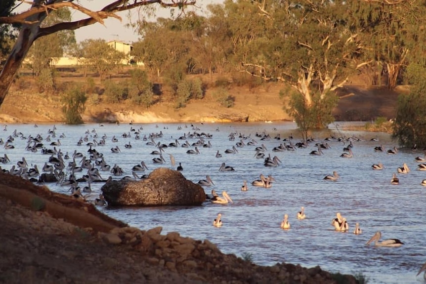 Hundreds of pelicans on the Barwon River at Brewarrina.