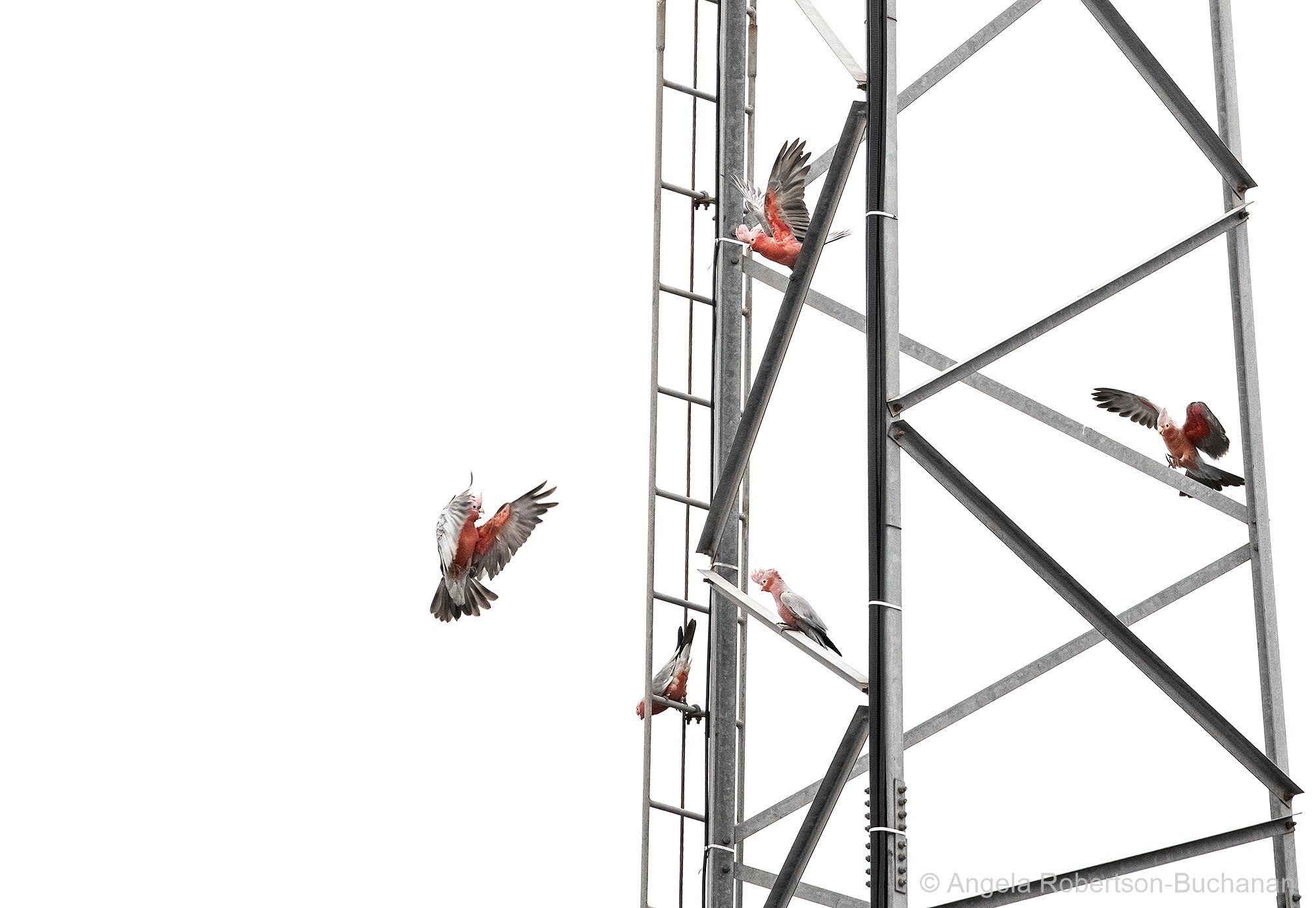 Five galahs hanging around an electricity tower 