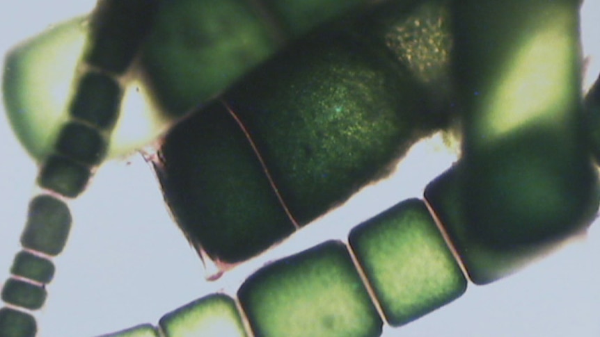 Seaweed cells