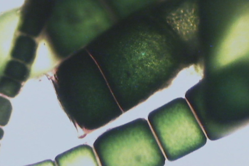 Seaweed cells