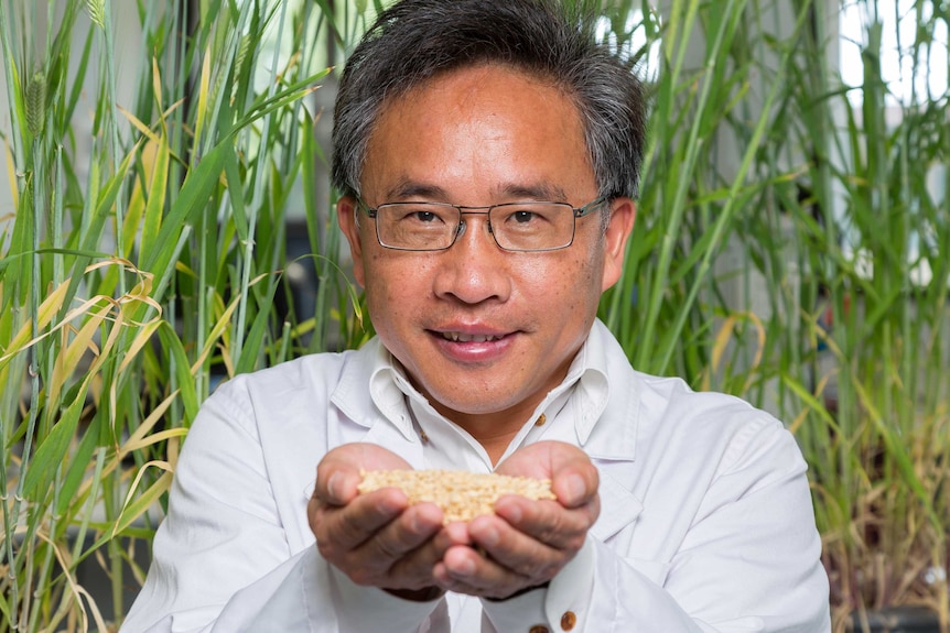 Professor Chengdao Li holds a handful of barley.