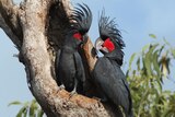 Two black and red Palm Cockatoos sit in a tree together in far north Queensland.