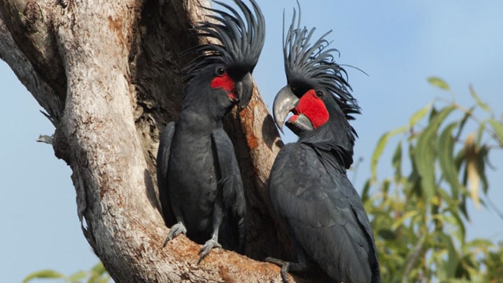 Two black and red Palm Cockatoos sit in a tree together in far north Queensland.