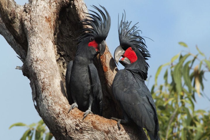 Two black and red Palm Cockatoos sit in a tree together in far north Queensland.