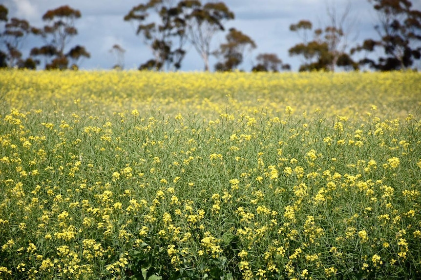 Rain damages canola crops across the Hunter