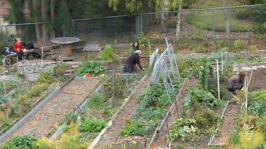 Top view of community vegetable garden