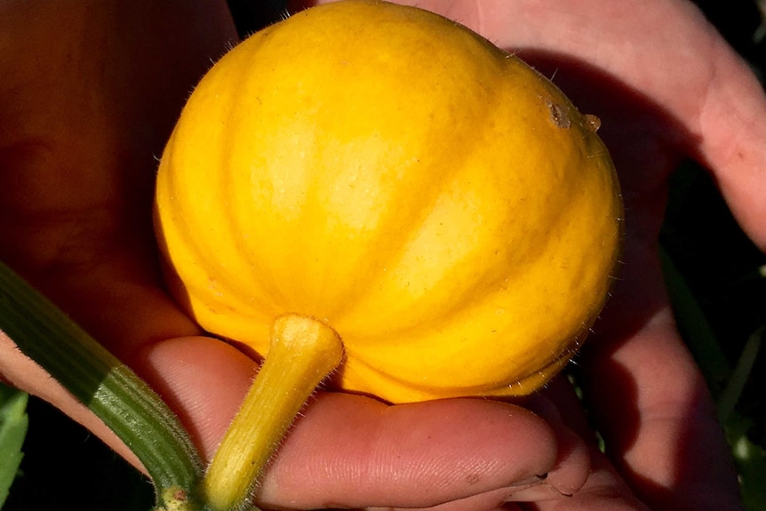 A small pumpkin