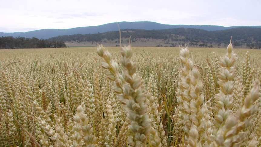 Big yielding wheat crop