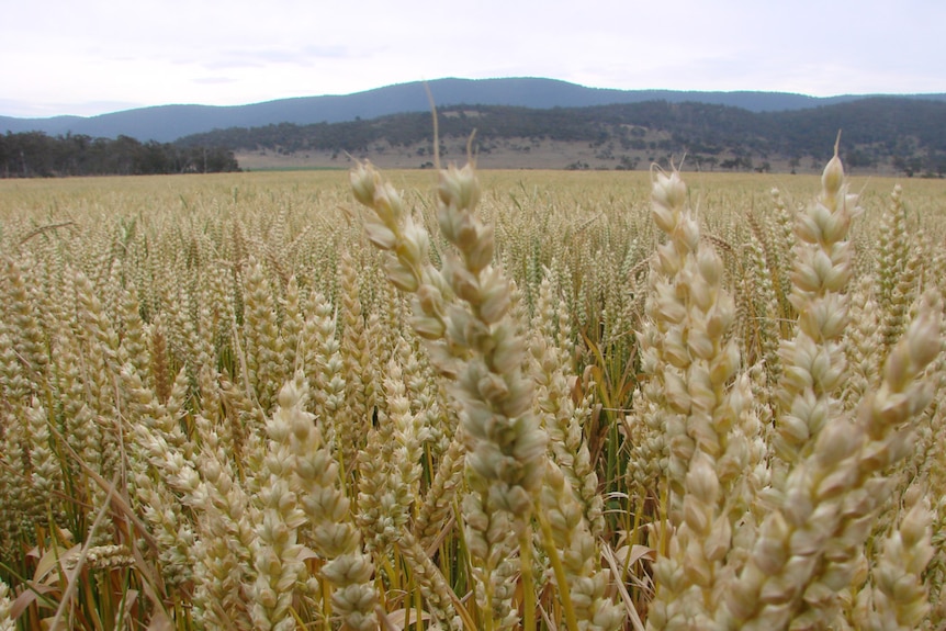 Big yielding wheat crop, Tunbridge Tasmania