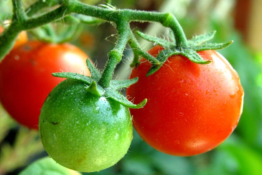 Red and green tomatoes growing on a vine.