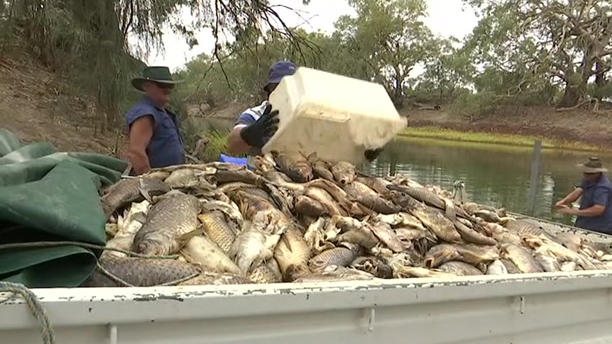 Clean up begins in Menindee after latest fish kill