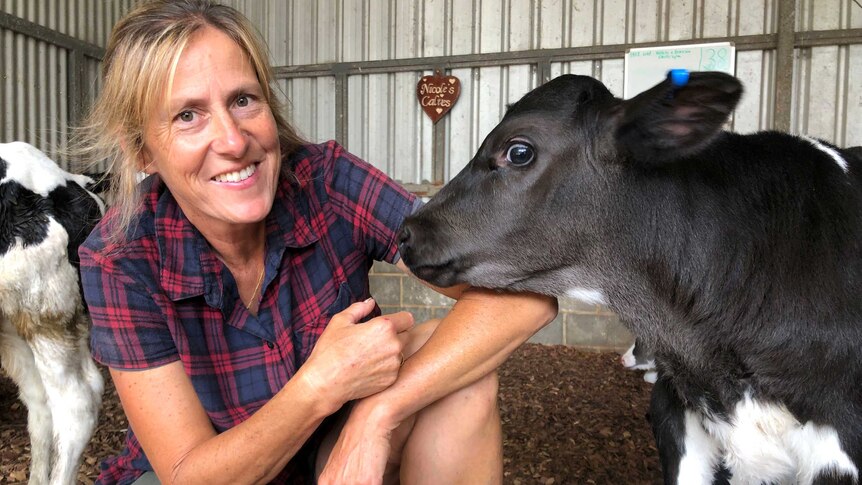 A woman crouches next to a black calf in a shed