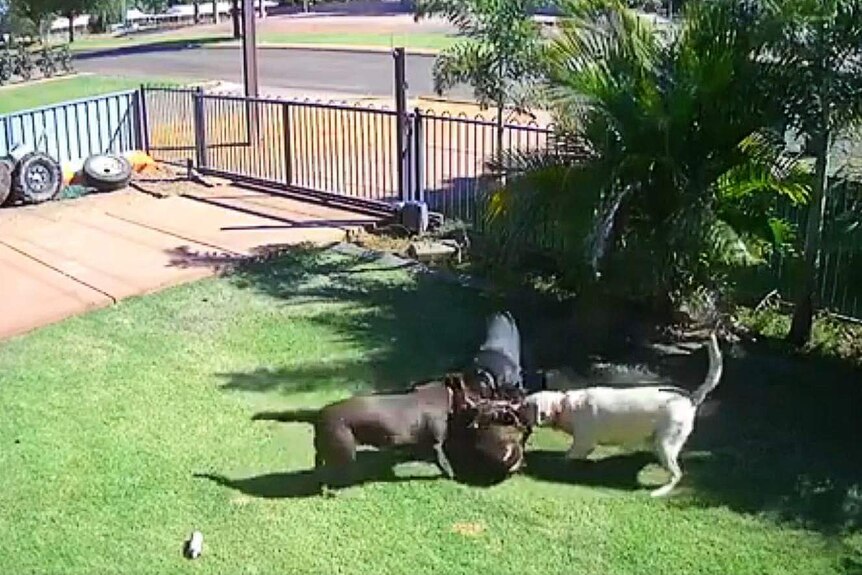 Screenshot of video footage showing three Labradors attacking a kelpie