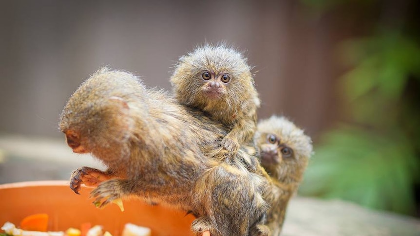 Three adorable pygmy marmosets perch around a feed bowl filled with healthy vegetables