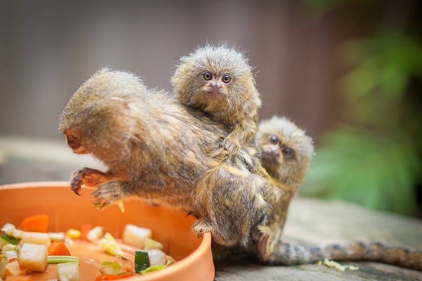 Three adorable pygmy marmosets perch around a feed bowl filled with healthy vegetables