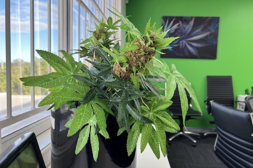 a fake cannabis plant sits on a windowsill in a clinician's office, where the walls are painted green
