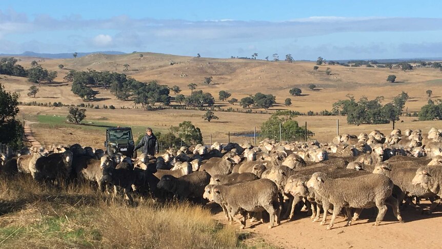 LANDLINE: A grazier herds sheep at Avington in Victoria