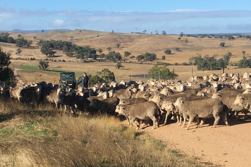 Lyndsay Henderson herds a flock of sheep up a dirt track with sparse hills in the background at Avington in Victoria.